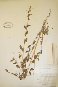 herbarium sheet of POM 164868